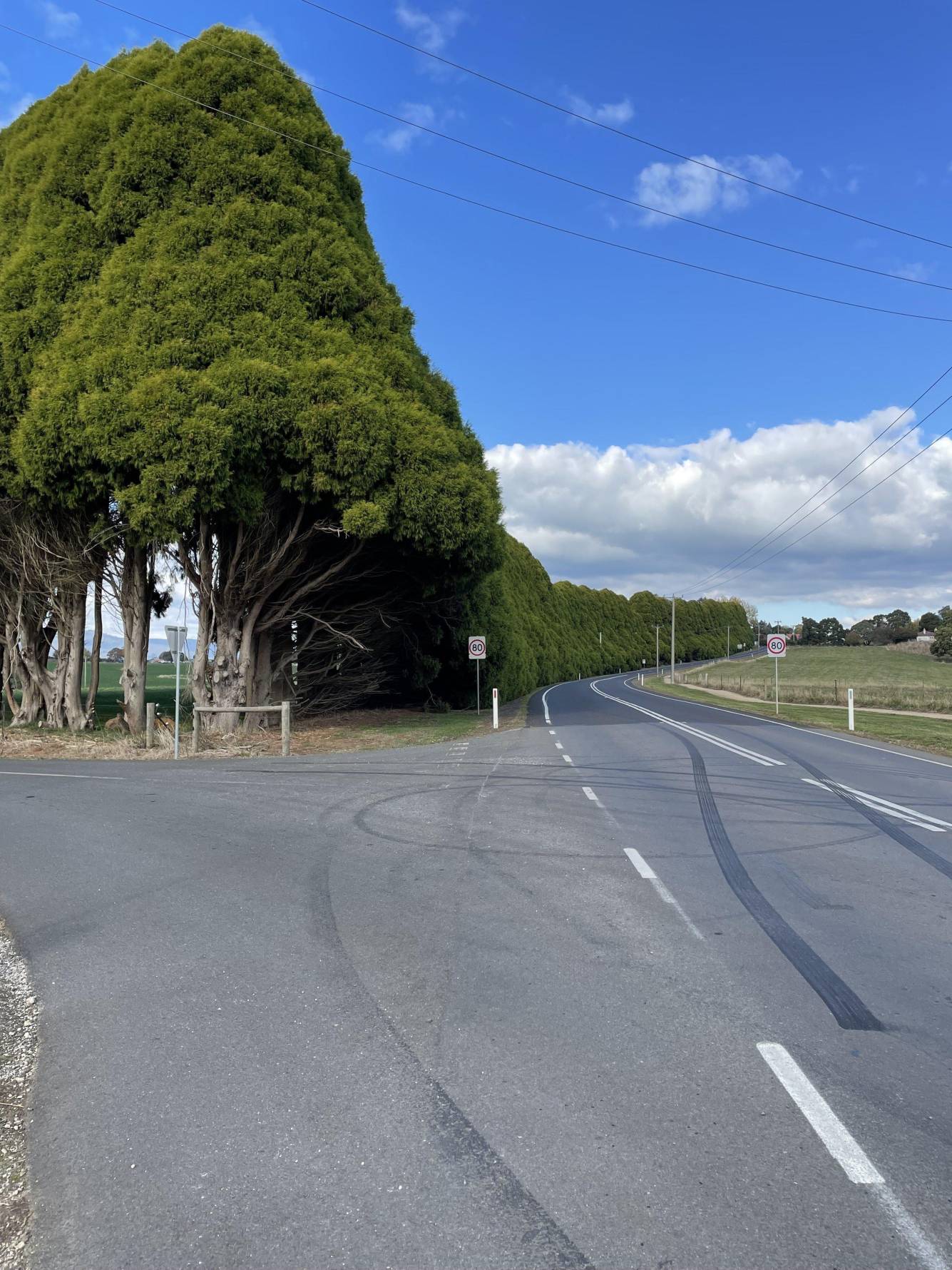 Ringarooma Cypress Memorial Tree Avenue | Update