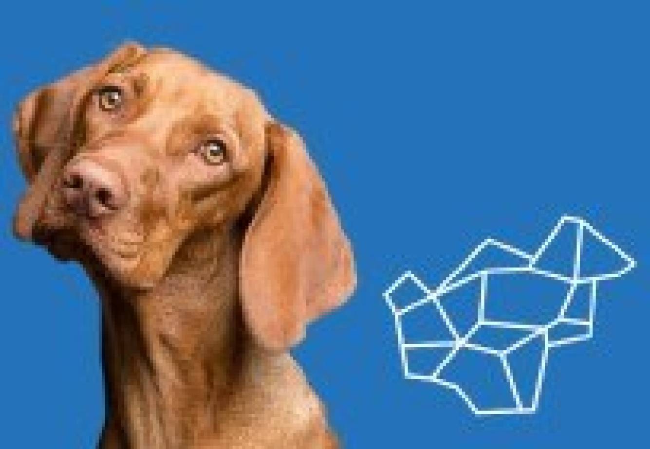Dog Management Policy Feedback