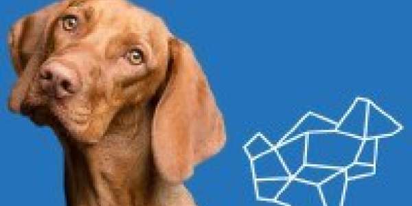 Dog Management Policy Feedback