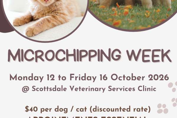 Microchipping Week Graphic 2026