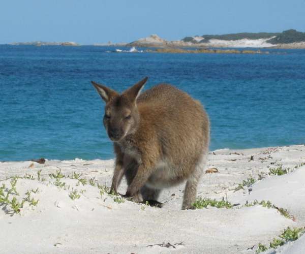 Beach Roo